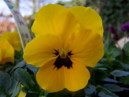 yellow flower - leaves, yellow, bloom, flower