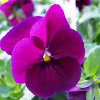 purple flower