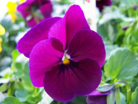 purple flower - bloom, flower, purple, leaves