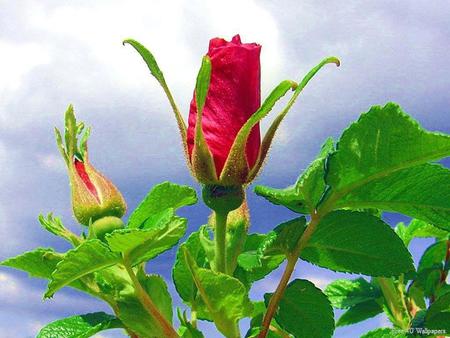 Rose Bud. jgp - bud, rose, bush, flower