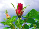 Rose Bud. jgp