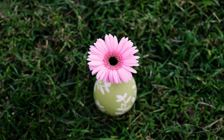 pink gerbera