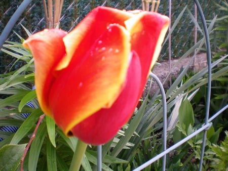 spring - colorful, yellow, amazing, beautiful, red, spring, flower, tulip