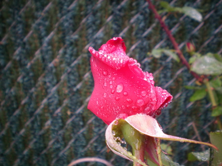 rain - beautiful, red, rain, rose, spring, flower