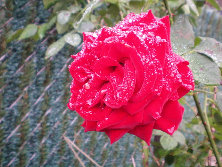 rain - amazing, red, beautiful, rose, flower