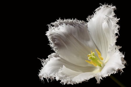 white tenderness - black, white, beautiful, flower, gentle, pleasant