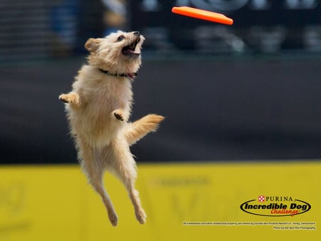 Almost There... - dogs, trick, fetch, frisbees, animals