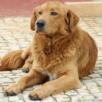 Stray Golden Retriever