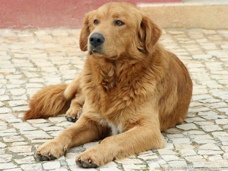 Stray Golden Retriever - dogs, cute, golden retriever, sitting, animals