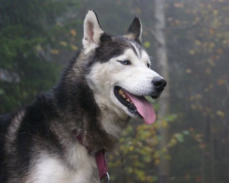 Siberian Husky - cute, abandoned, siberian huskies