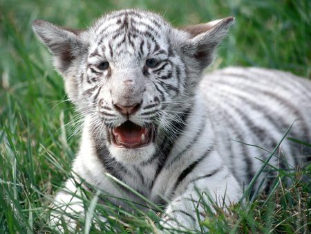 WHITE TIGER CUB 