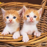 MORE KITTENS I LOVE KITTIES TWO IN A STRAWBASKET