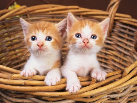 MORE KITTENS I LOVE KITTIES TWO IN A STRAWBASKET - playful, kittens, friendly, cute, adorable