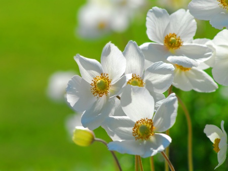 GREEN BACKGROUND DAFFODILS FORGROUND - pretty, gorgeous, beautiful, daffodils, lovely