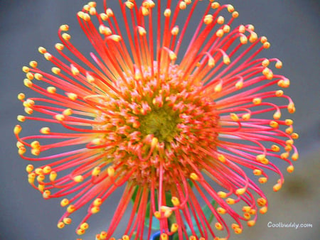 LOVELY LOOKING FLOWER COLORFUL - flower, gorgeous, beautiful