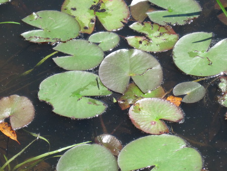 Lily Pads - ponds, water, lily pads