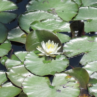 Flower on Lily Pads