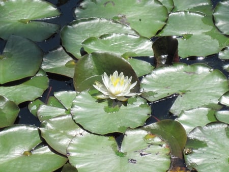 Flower on Lily Pads - flower, pond, lily pads