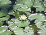 Flower on Lily Pads