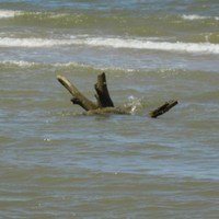 Wood in the Ocean