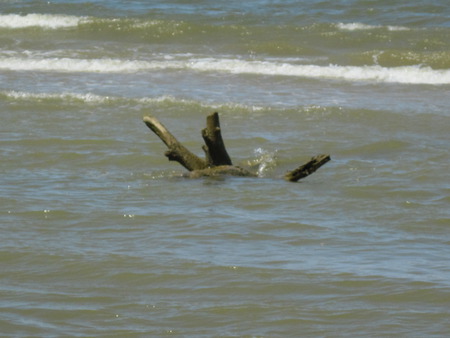 Wood in the Ocean - waves, ocean, wood