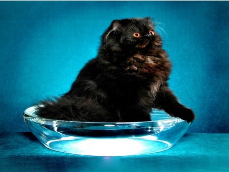 BLACK KITTY in A BOWL - glass, cute, black, cat, sits, adorable, kitty, bowl, fluffy