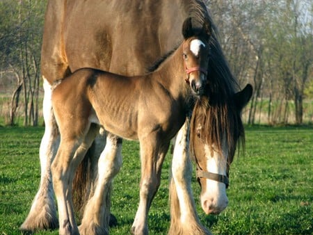 Foal with mummy horse - horse, foal