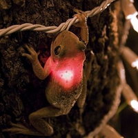 cuban tree frog