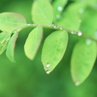 Green leaves with drops