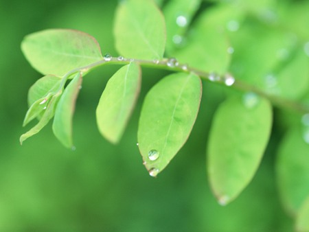 Green leaves with drops - leaves, green, drops