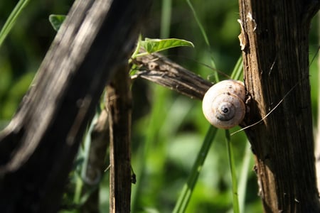 snail2 - snail, animals