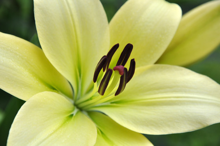 orchid - flowers, orchid, nature