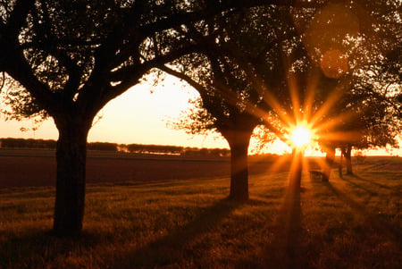 between trees - wallpaper, sunset