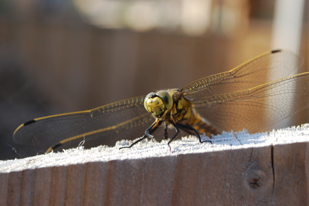 dragonfly - animals, dragonfly