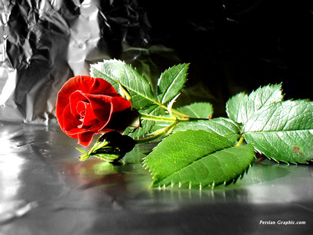 Red rose - rose, flower, red