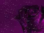 Purple rose