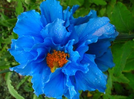 Blue Flower - picture, blue flower, cool