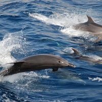 Beautiful Dolphins