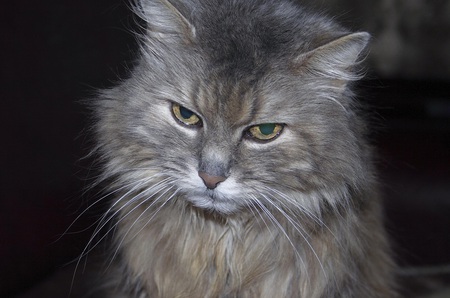 Glaring Cat - mad, cat, grey, eyes, glaring