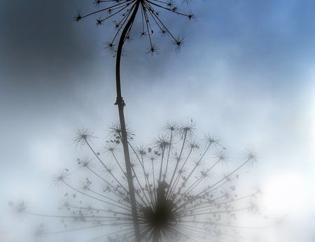 Silent & Still - still, silent, plants, clouds