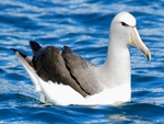 albatross