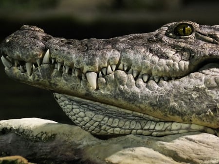 alligator - alligator, animals, reptiles