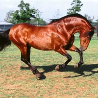 andalusian stallion