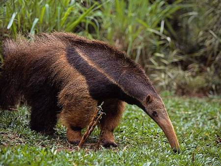 anteater - anteater, animals