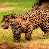 BIG CAT