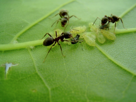 ants - insects, nature, ants