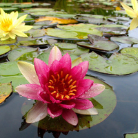 WATER LILY