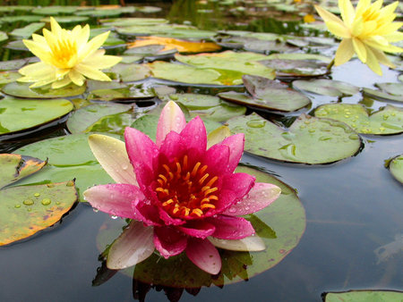 WATER LILY - lake, water, lily