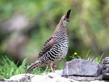 bandel quail - animals, birds