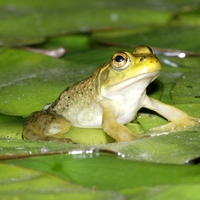 bullfrog